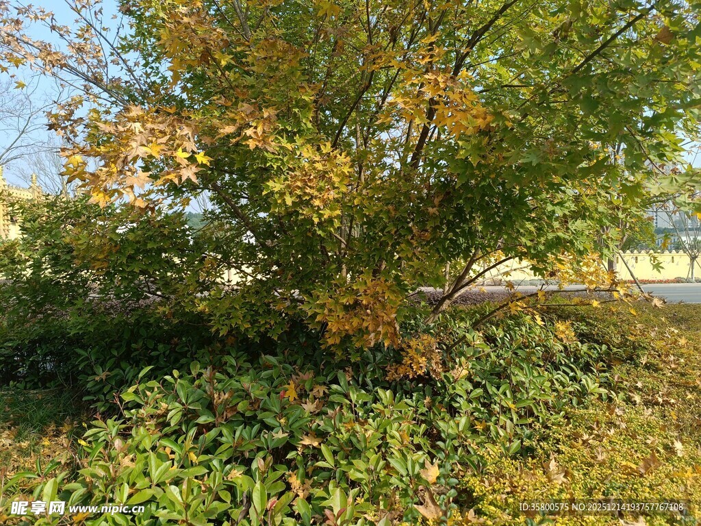 秋日树林中的多彩植被