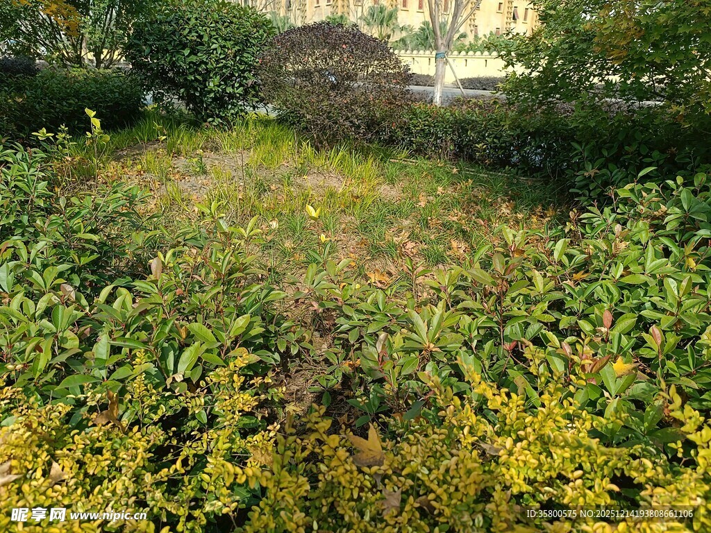 秋日庭院中的繁茂植物