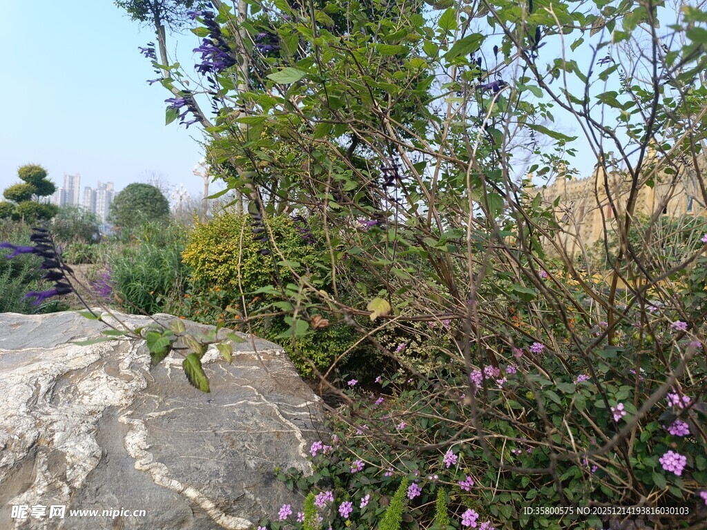 石边花草绿植景致