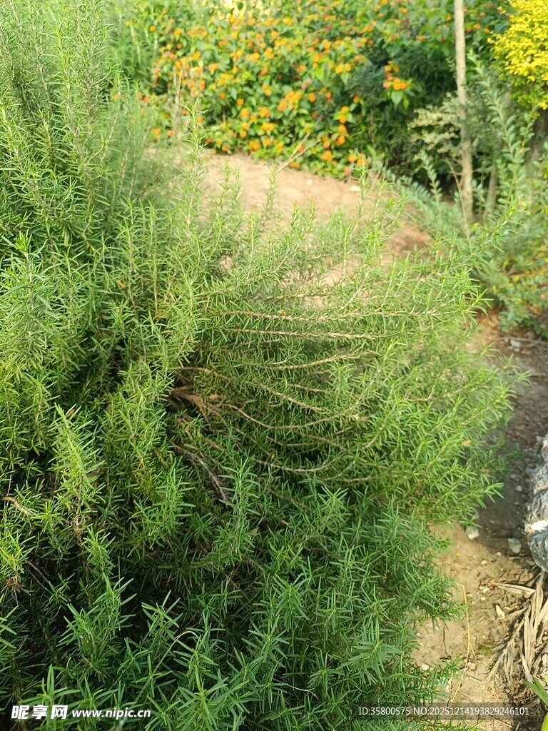 野外葱郁绿植景观