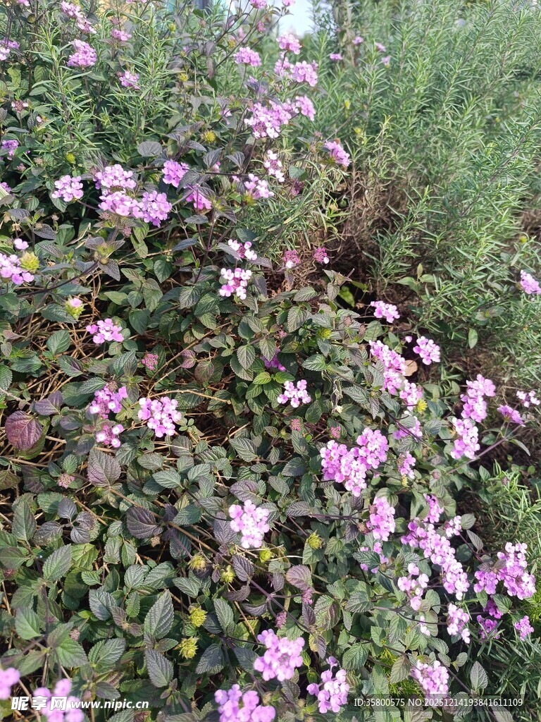 烂漫紫花绽于葱郁绿植间