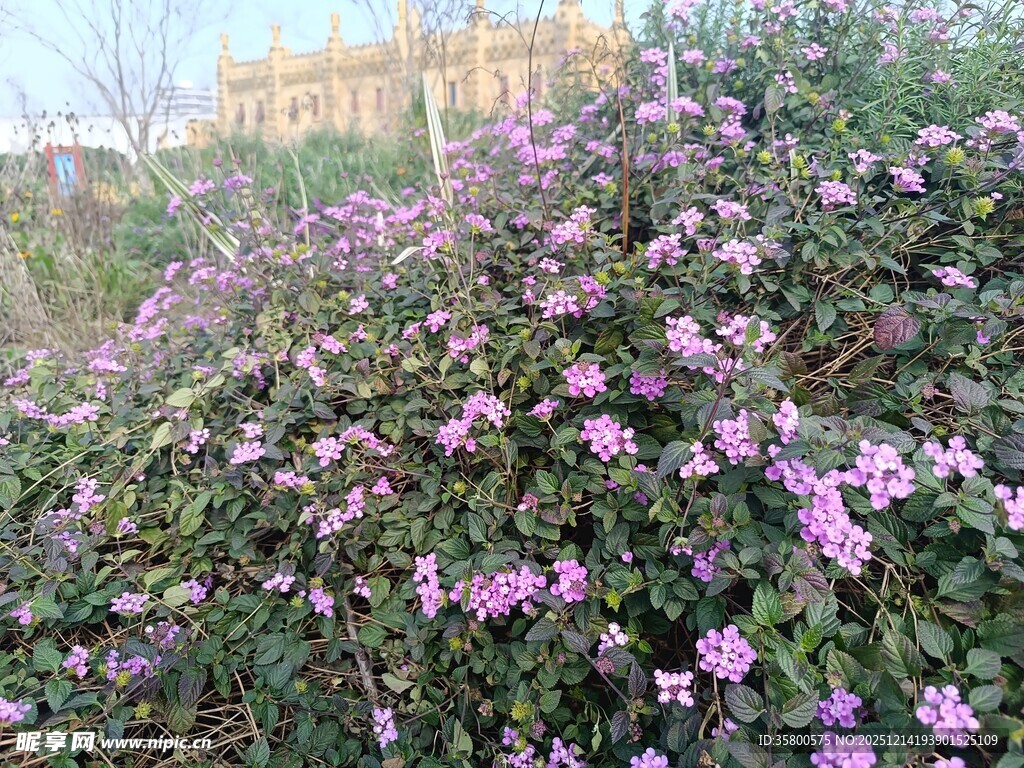 繁花盛开的烂漫花丛