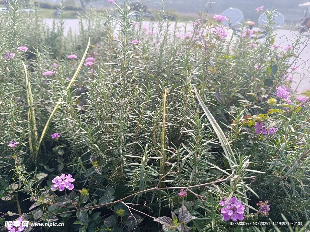 野外紫色小花丛景观