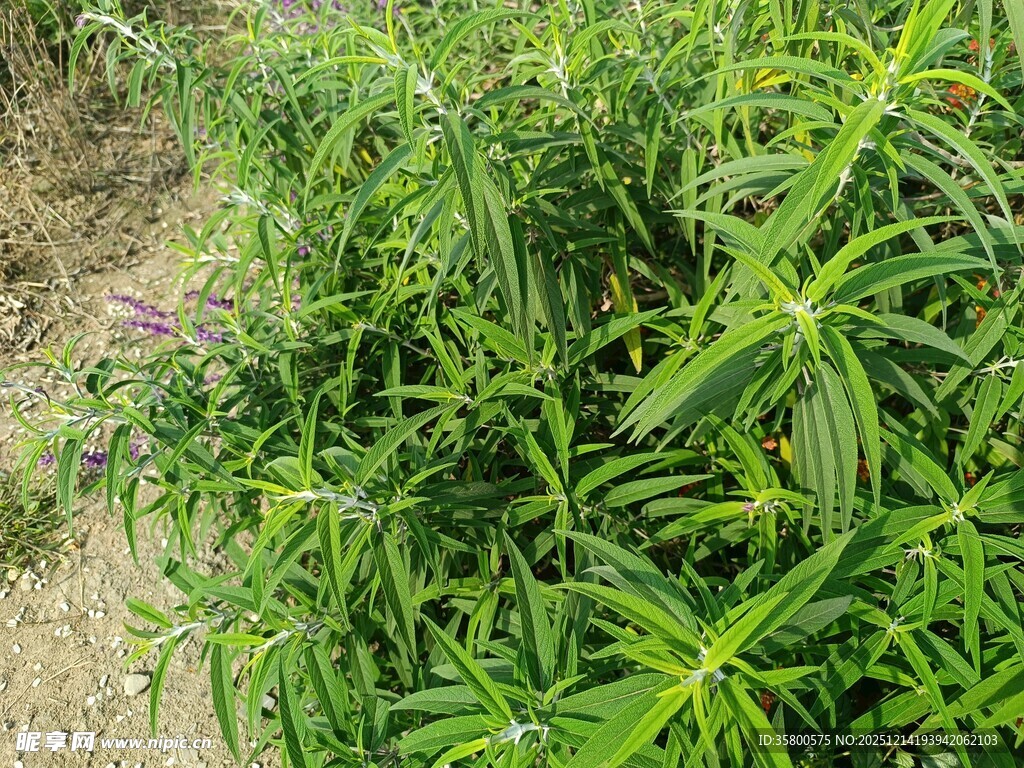 茂盛的绿色植物