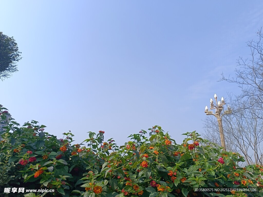 蓝天绿植间的路灯景观