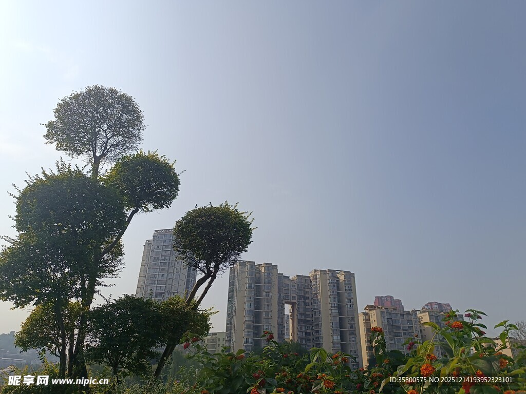 城市中独特造型的树木景观