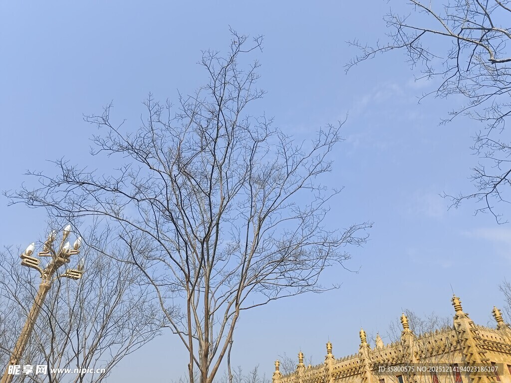 冬日枯树旁的华丽建筑