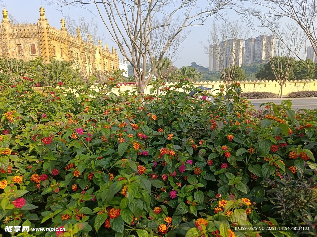 城市中繁茂的多彩灌木丛