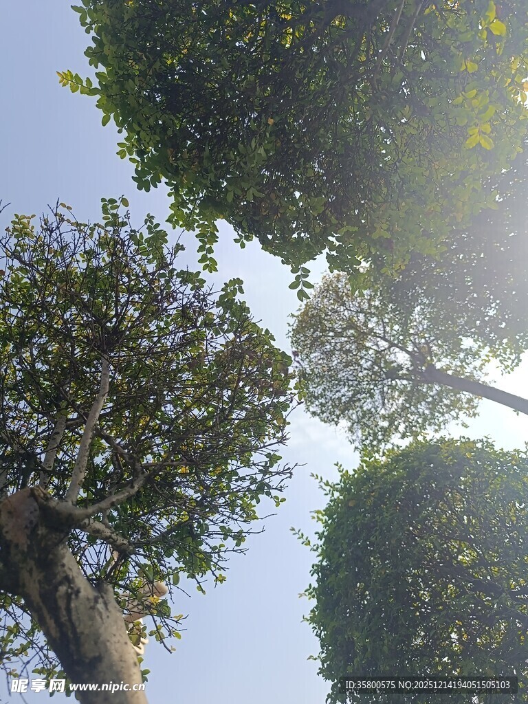 仰视繁茂树木景观