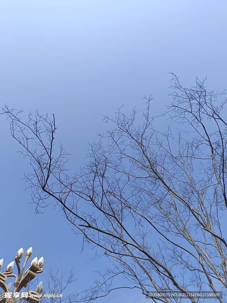 冬日光秃树枝映蓝天