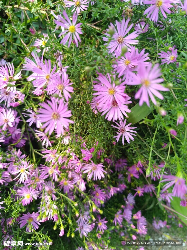 紫色小花绽放于绿叶间