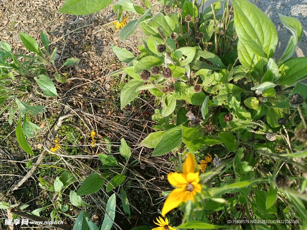 草丛中的黄色小花