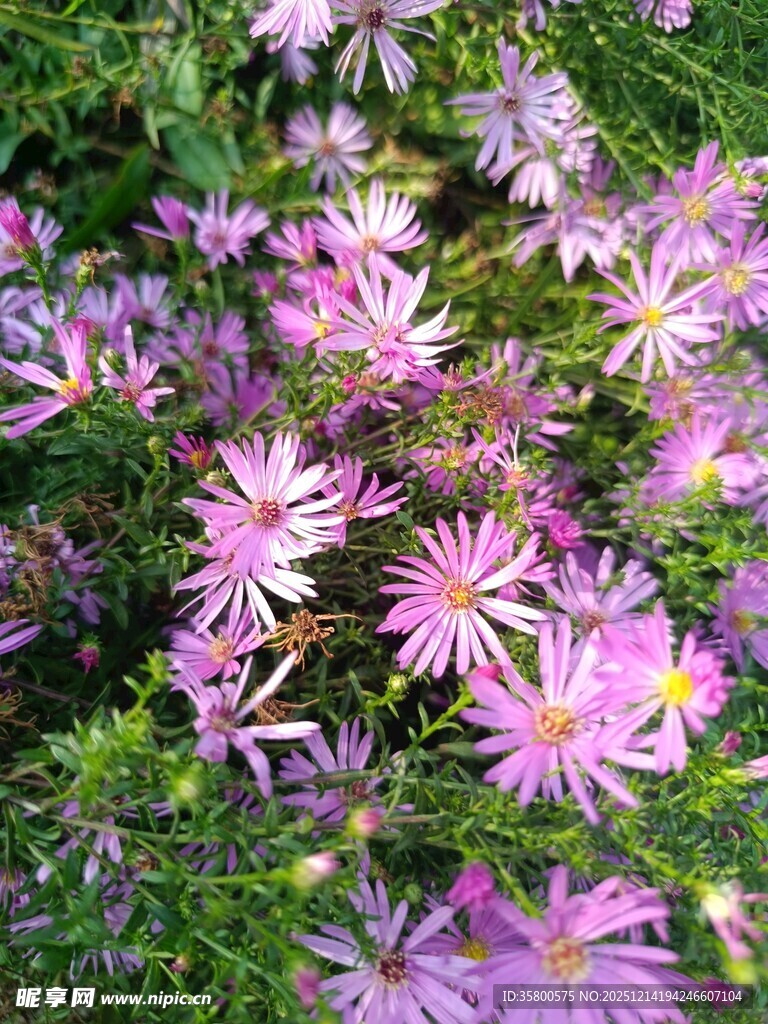 紫色小花绽放于绿叶间