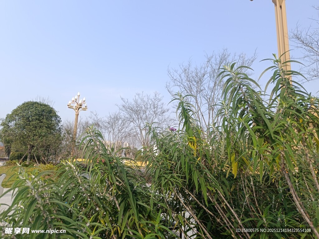 户外绿植与远景景观