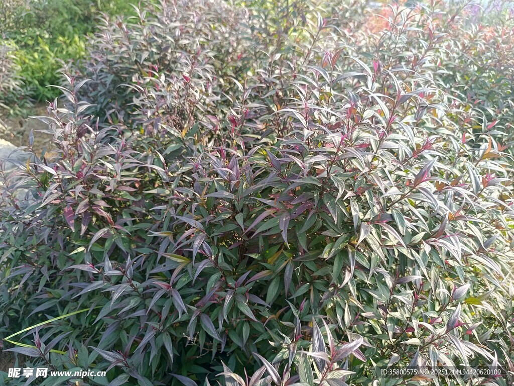 紫色枝叶植物特写