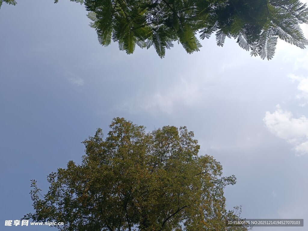 仰望树冠与蓝天