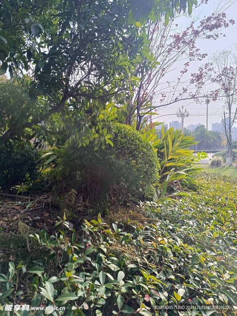 户外绿植景观