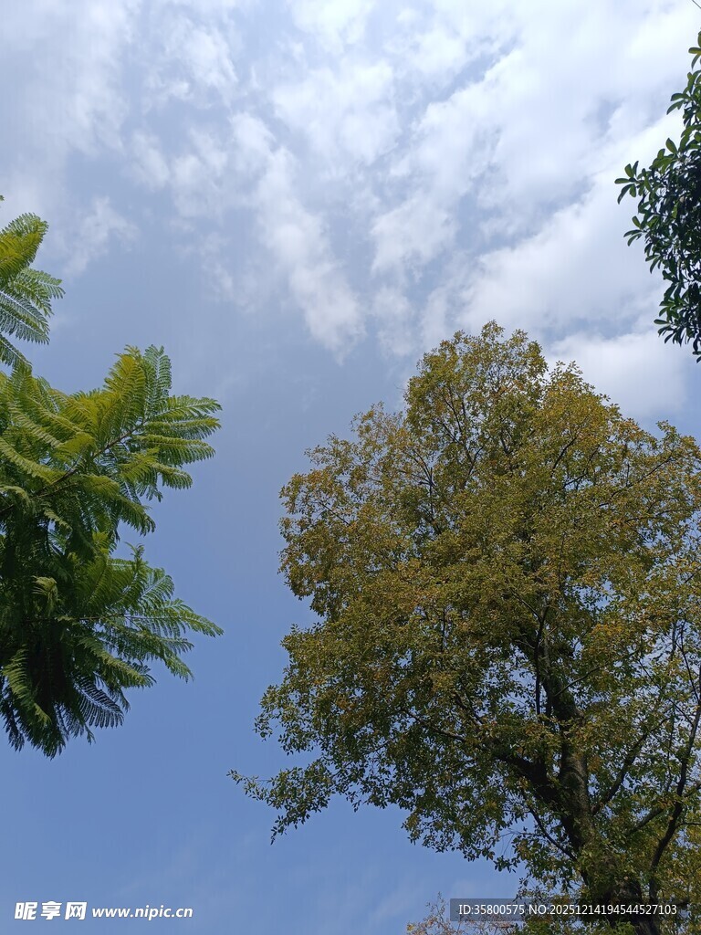 仰望蓝天与葱郁树木