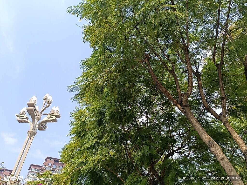 绿树旁的别致路灯景观