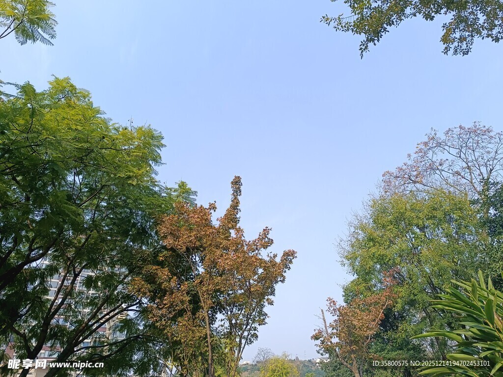 秋日林间蓝天绿树景致