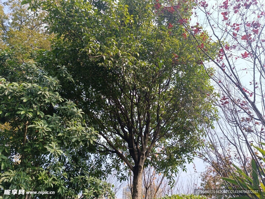 户外繁茂树木景观