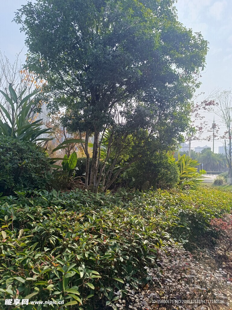 户外绿意盎然的植物景观