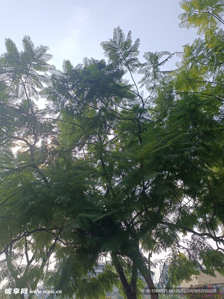 夏日葱郁绿树景观