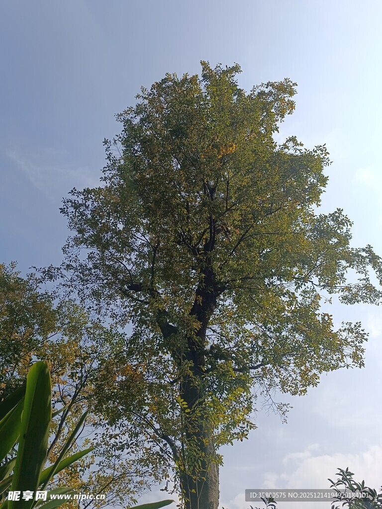 高大挺拔的繁茂绿树