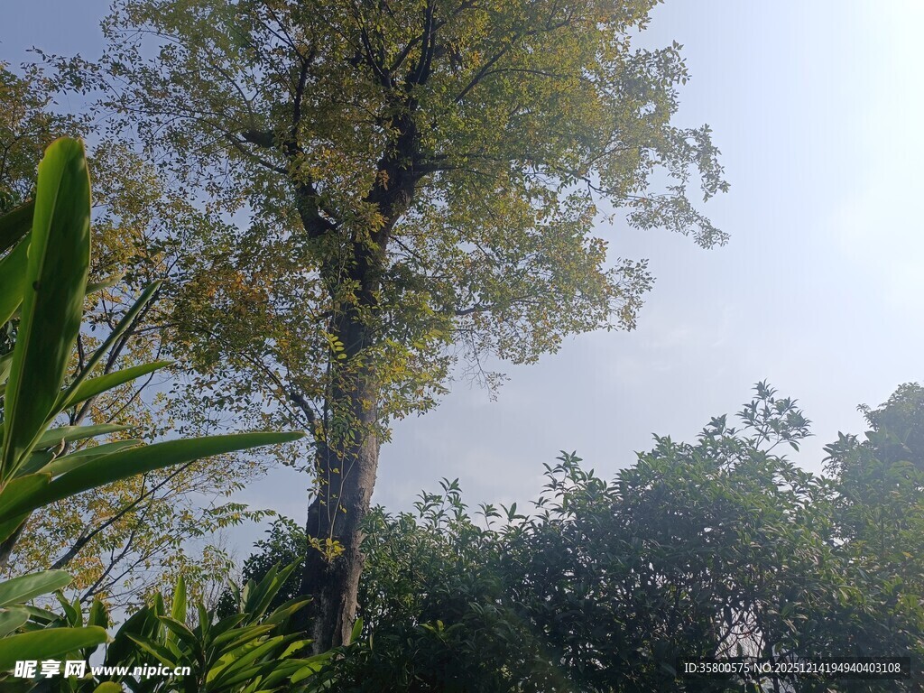 林间树木与葱郁植被景观