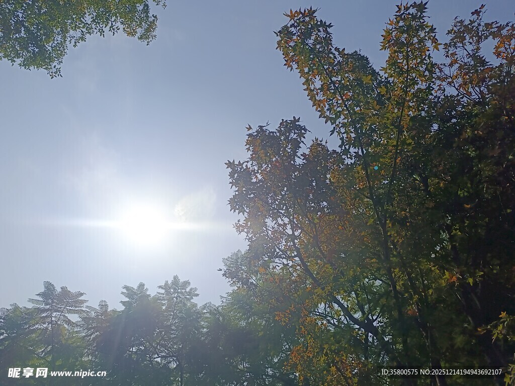 林间阳光穿透树叶景象