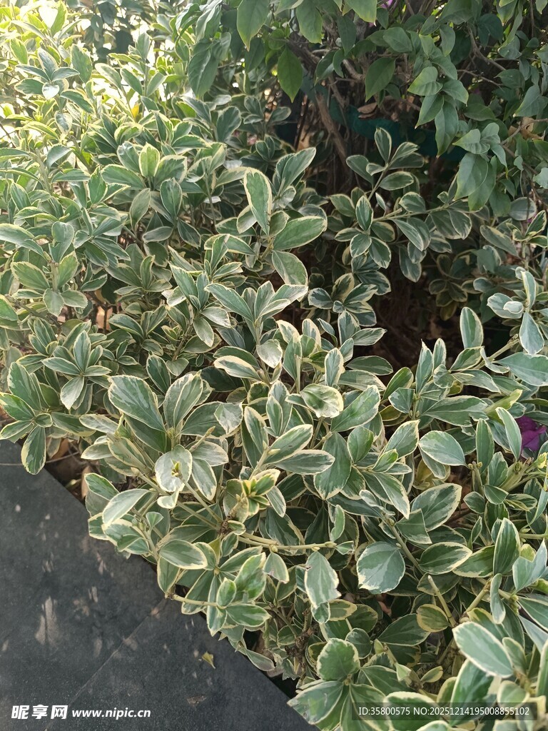 绿叶繁茂的植物景观