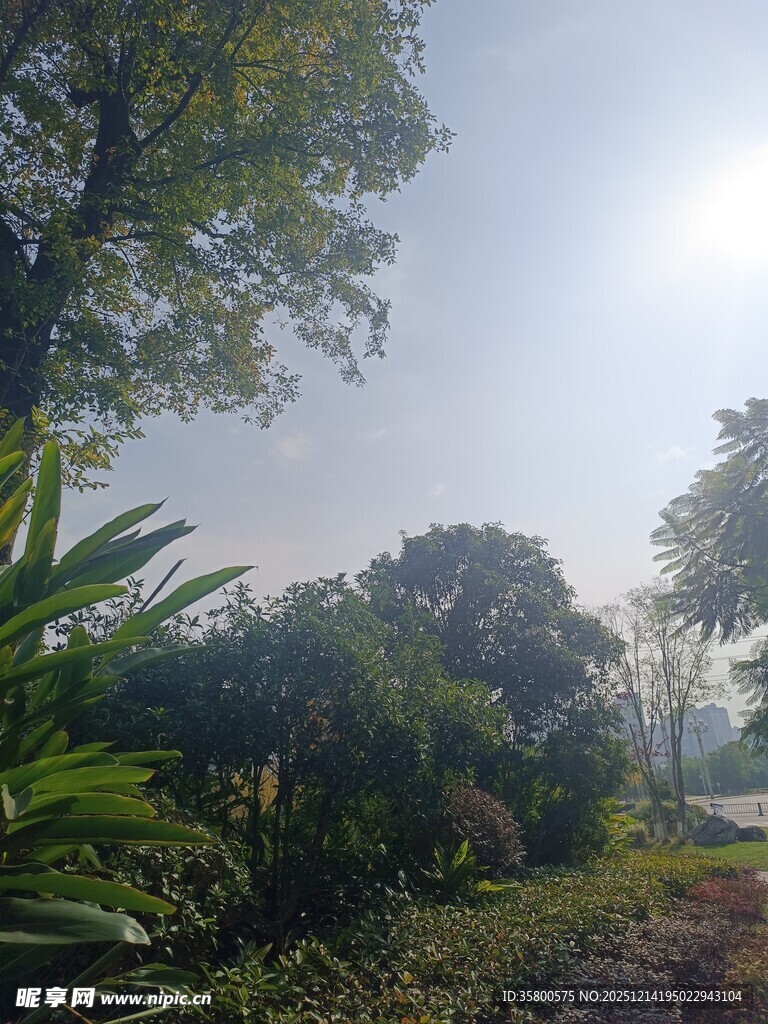 阳光照耀下的繁茂绿植