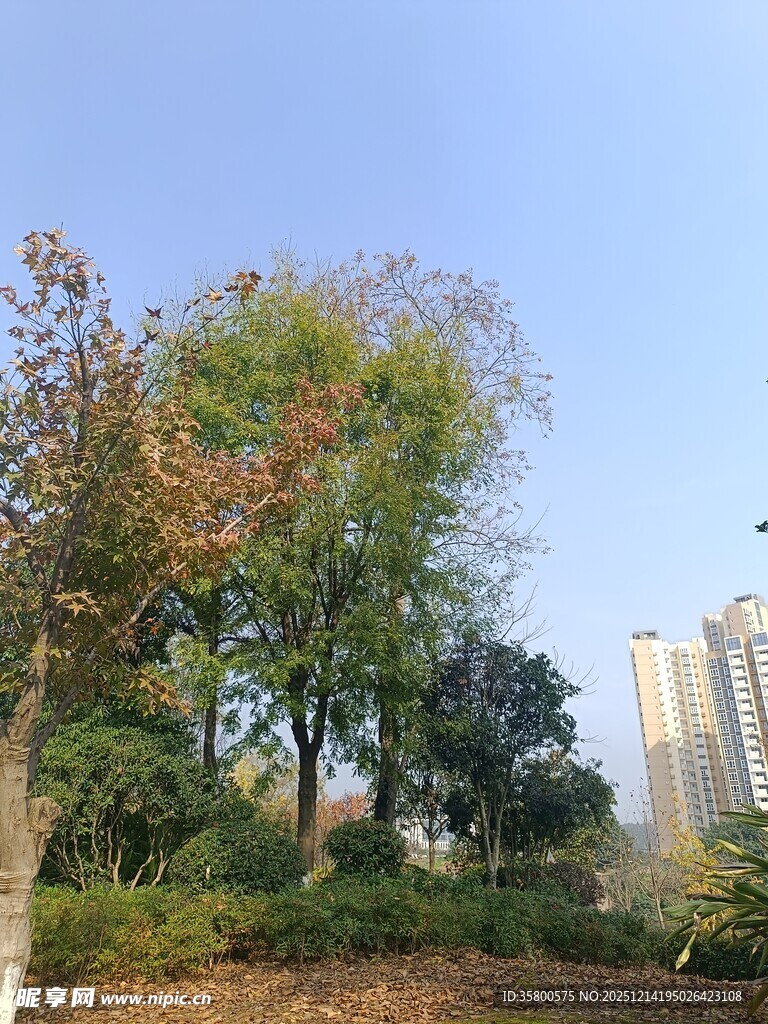 城市中的绿树景观