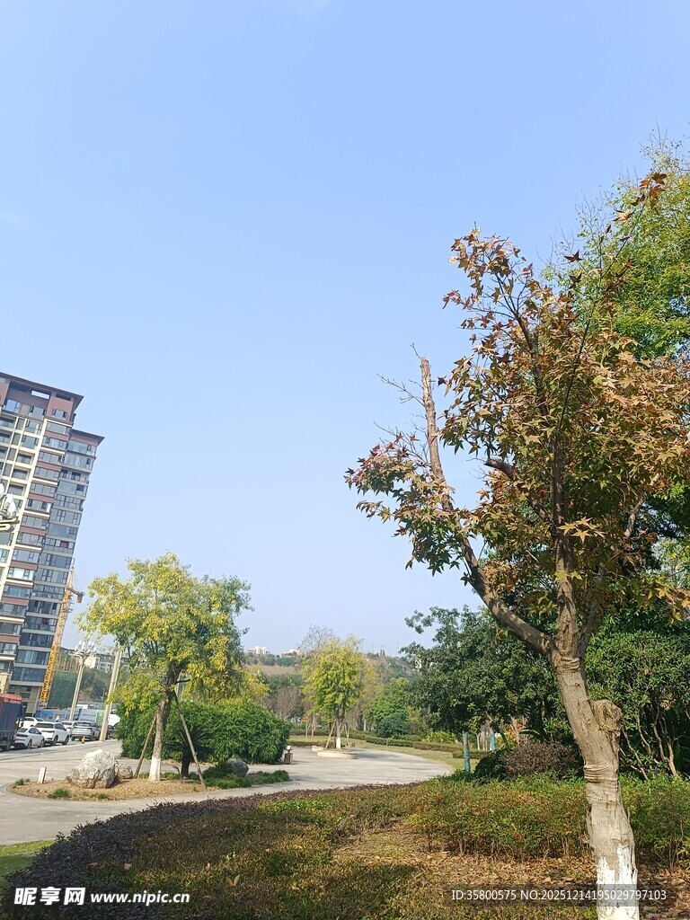 城市中的绿树与高楼景观