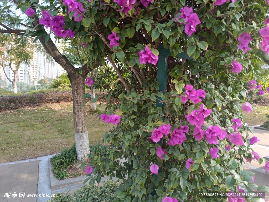 繁花满树的美丽景致