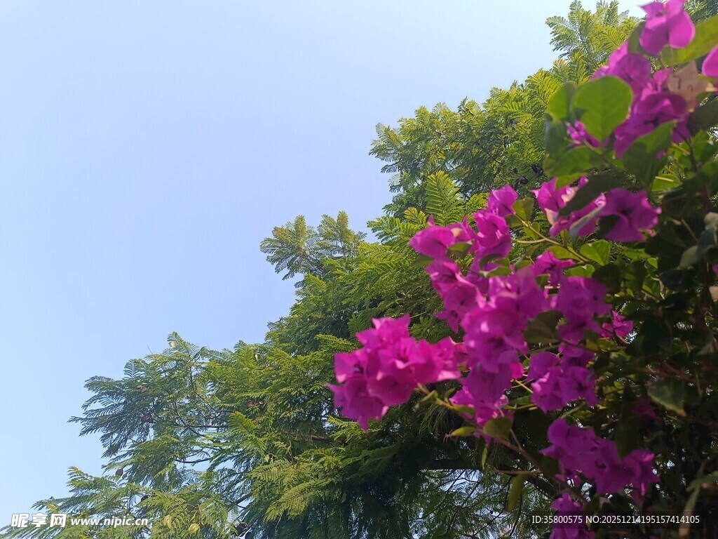 枝头绽放的艳丽紫花