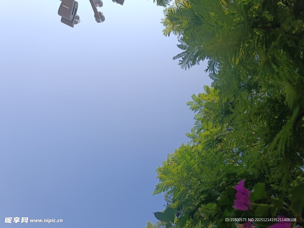 仰视绿植与繁花的景致