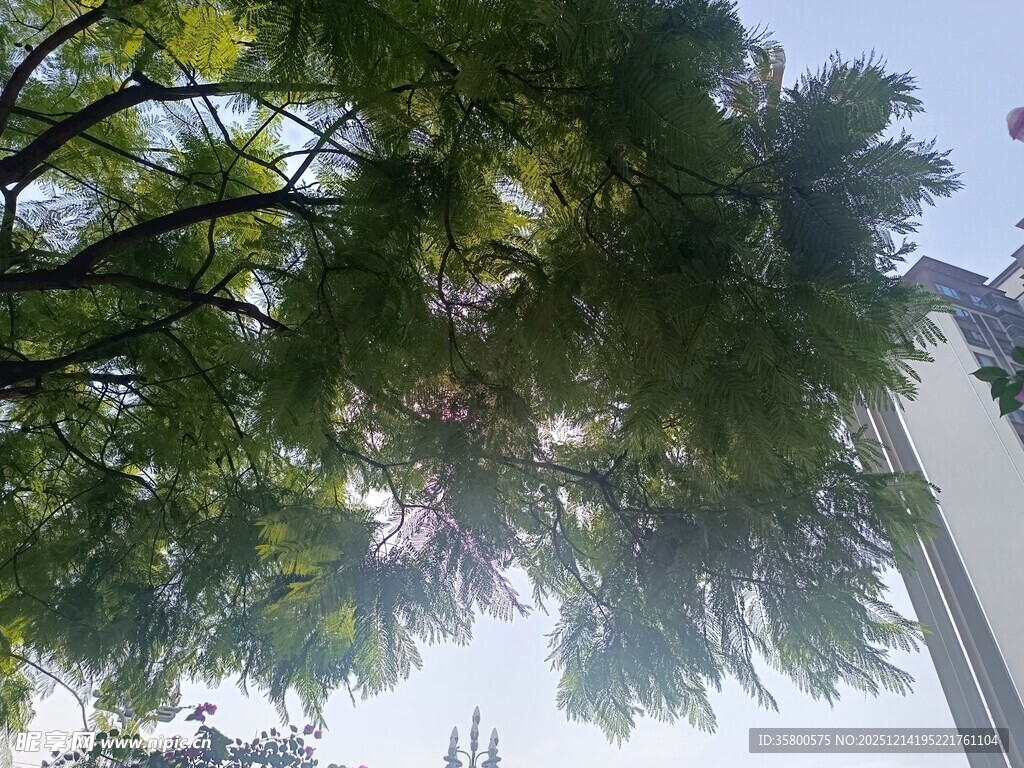 仰视绿树与建筑一角