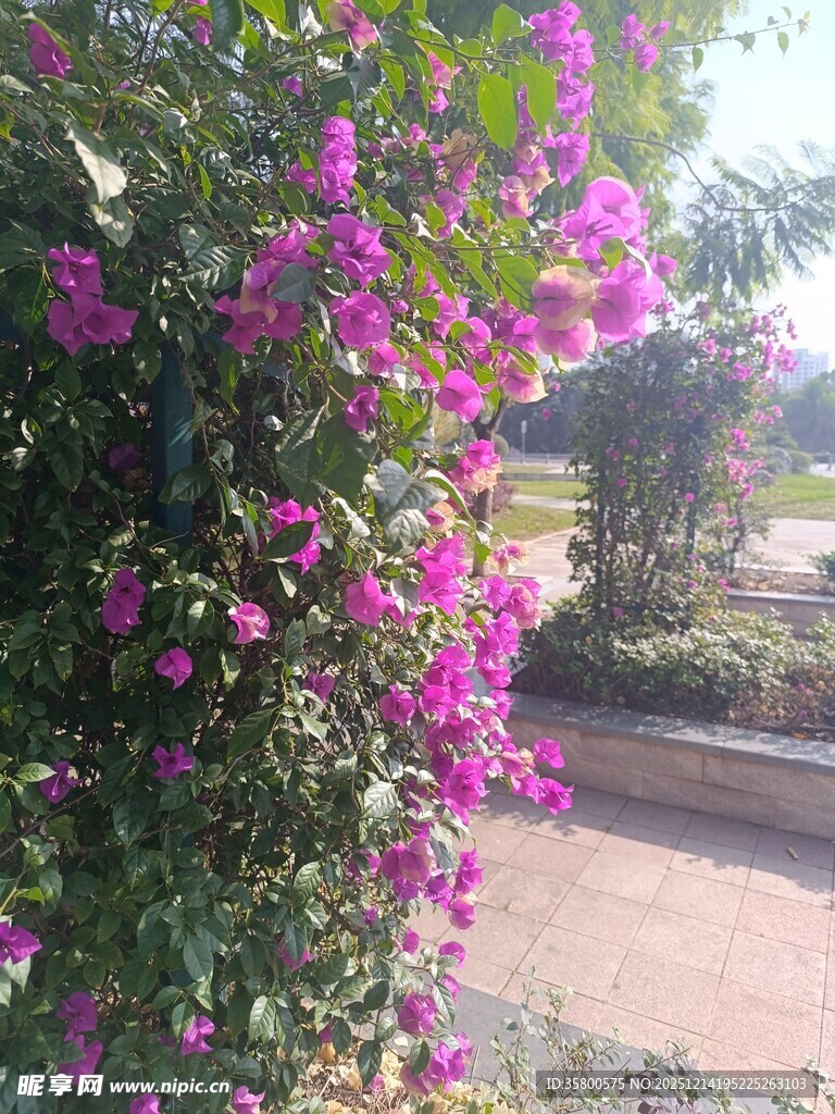 繁花簇拥的户外景致