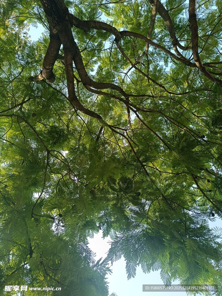 仰视繁茂绿荫树冠