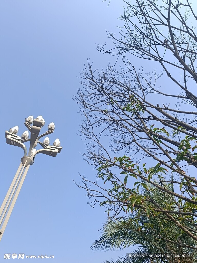 蓝天树枝旁的球形路灯