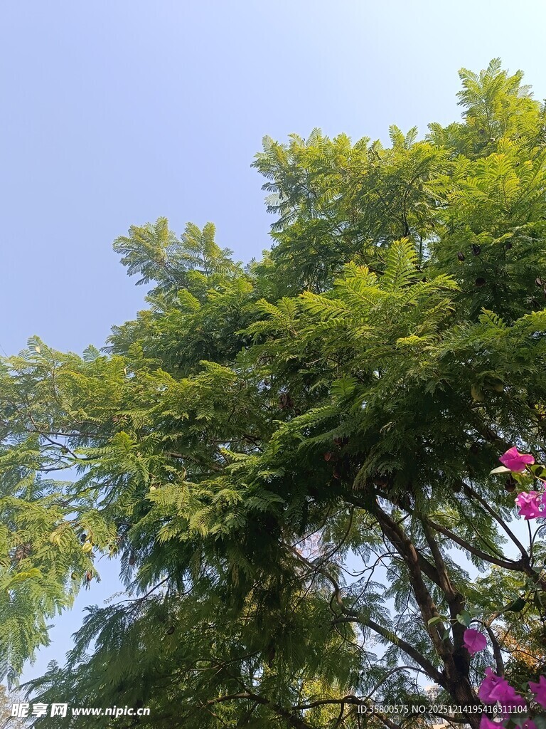 阳光下的葱郁树木与繁花