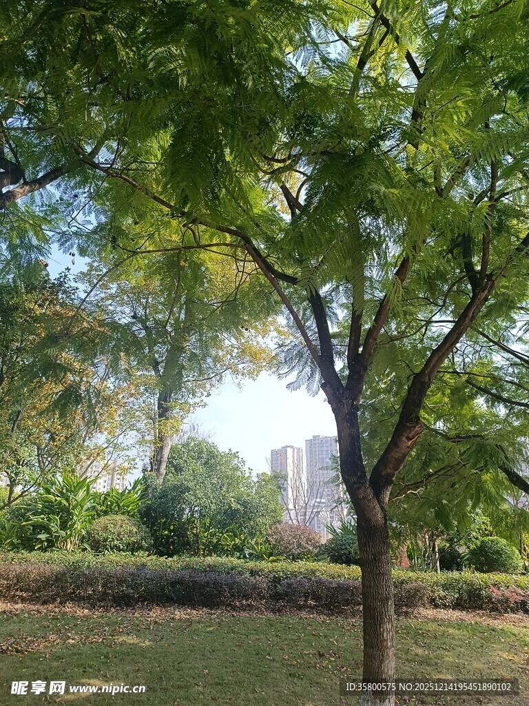 公园绿树成荫的宁静景致