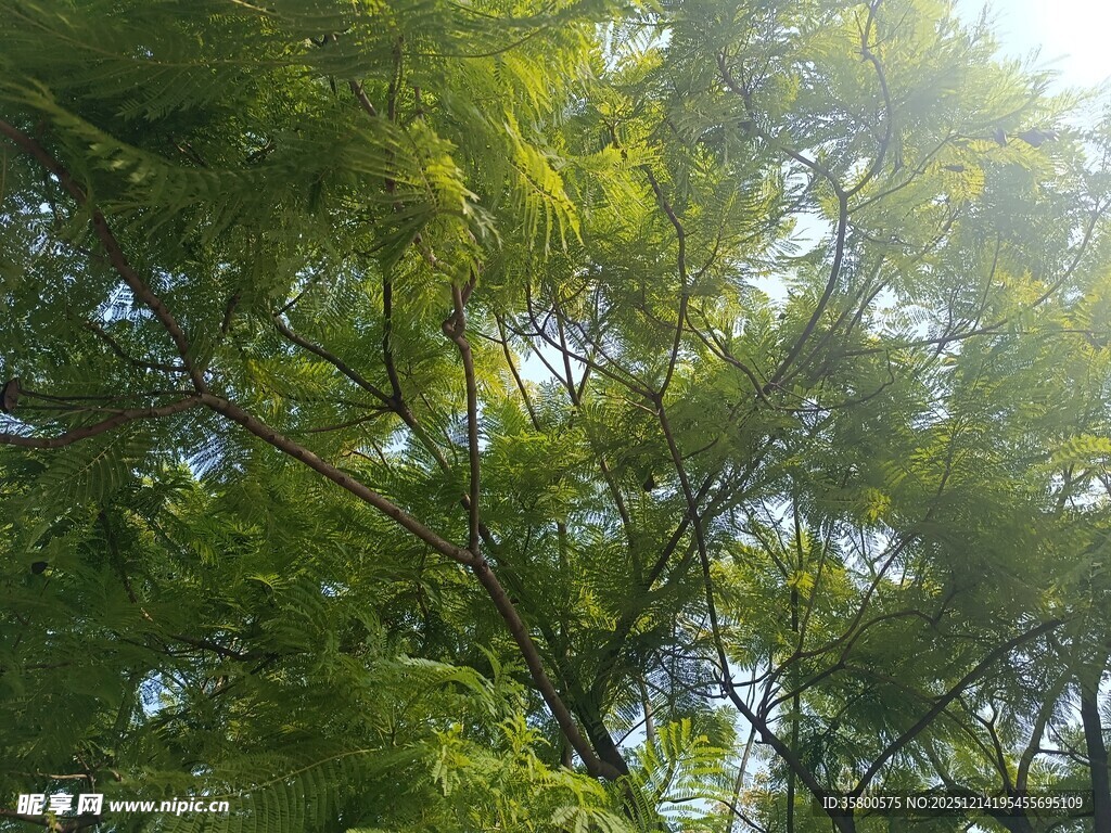 阳光透过绿叶的繁茂树冠