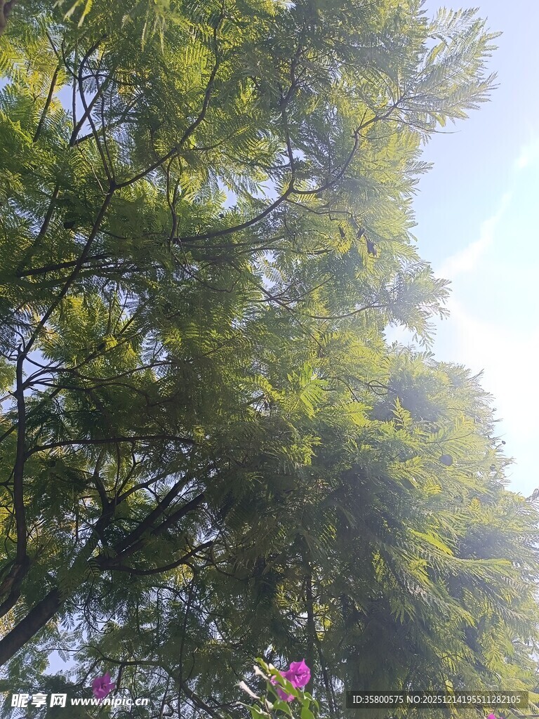 阳光下的葱郁树木