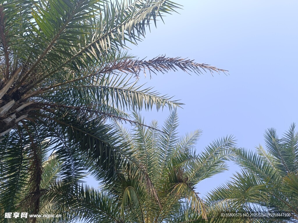 蓝天映衬下的棕榈树