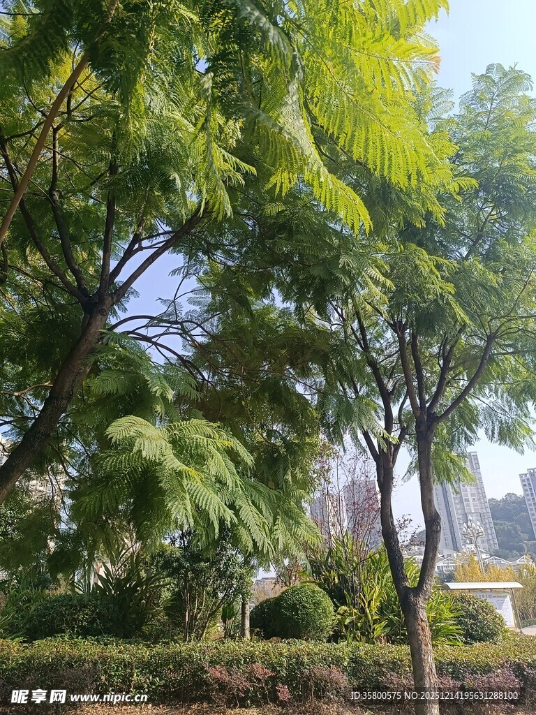 城市中的绿意盎然景观