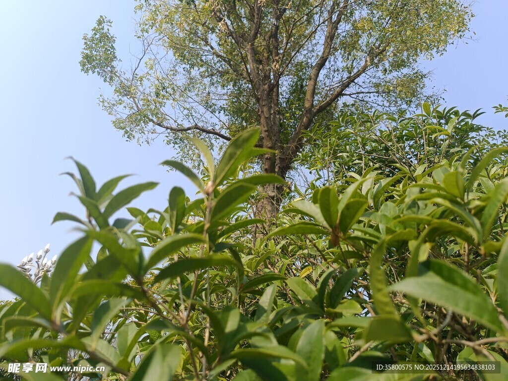 绿叶间的挺拔树木