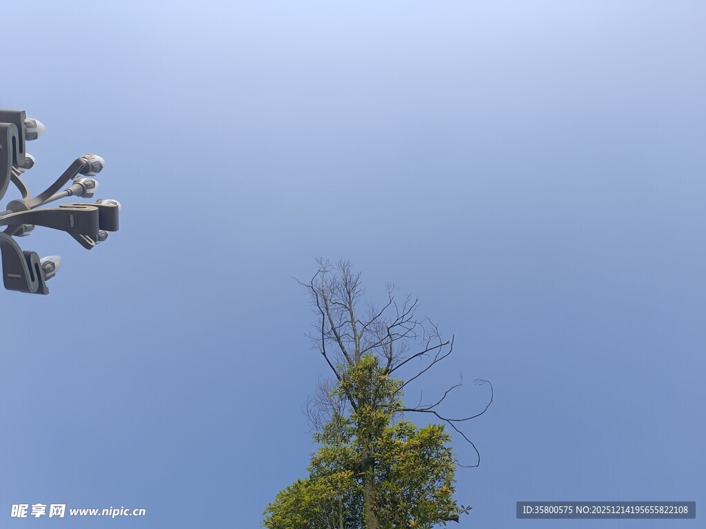 树梢上的监控设备