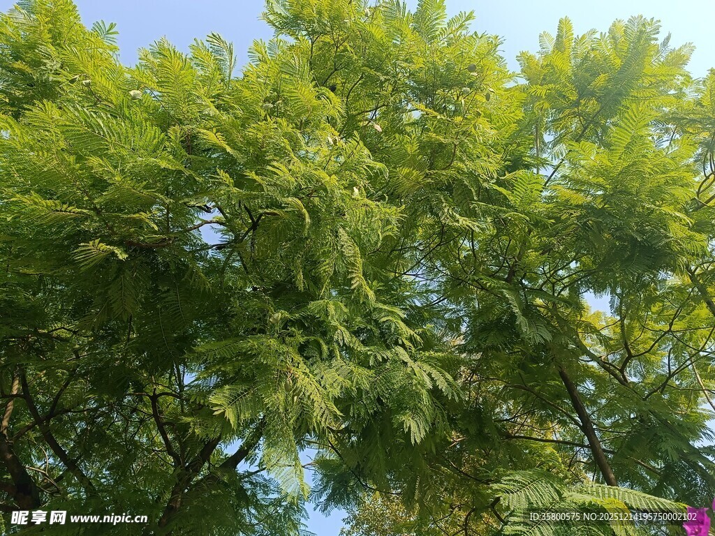 翠绿繁茂的树叶景观